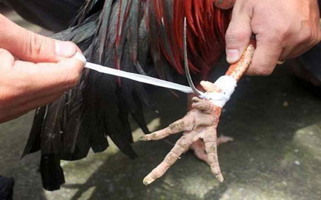 Sử dụng cựa sắt để đâm gân chân của gà